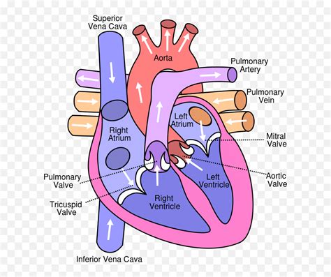 Cow Heart Diagram