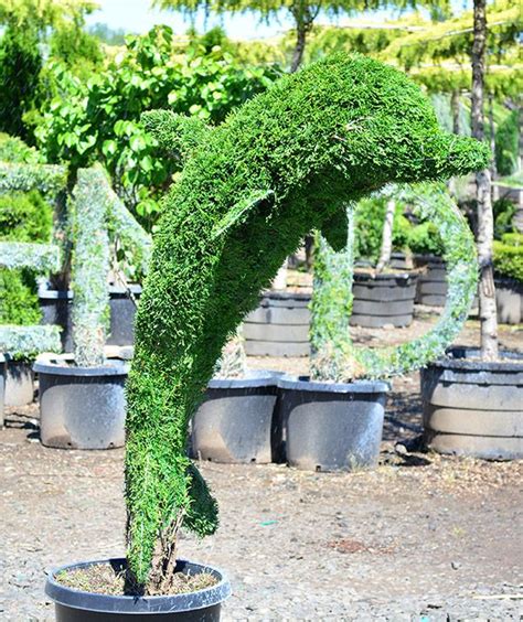 Topiary Trees | Topiary Forms | Live & Artificial | Indoor & Outdoor | Topiary plants, Outdoor ...