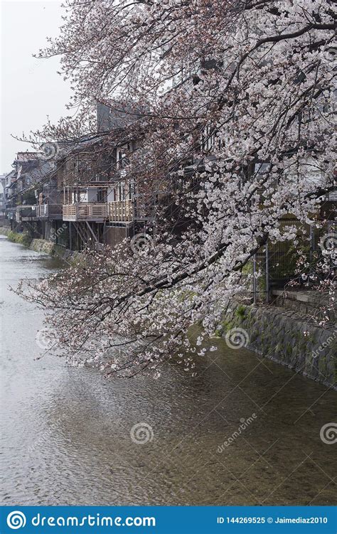 Cherry Blossoms on the Riverside of the Kamo River in Kyoto during the Hanami for Background ...