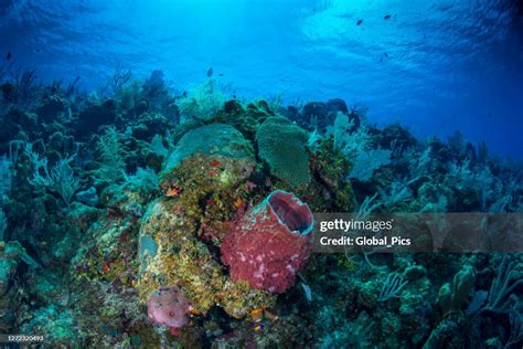 Caribbean Marine Life High-Res Stock Photo - Getty Images