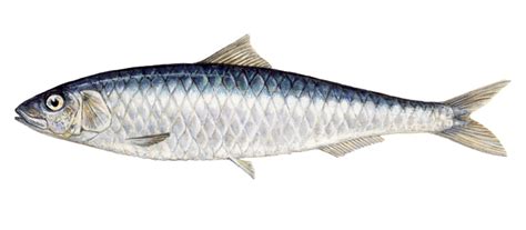 La sardine - Le guide Poisson du WWF