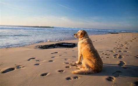 Gulf Shores, AL | Dog friendly beach, Dog friends, Pets