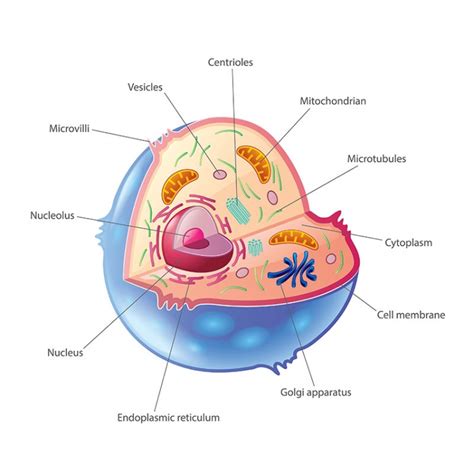 Cytoskelett - Aufbau, Funktion & Krankheiten | MedLexi.de