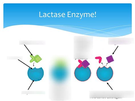 Enzyme-Substrate Complex Diagram Diagram | Quizlet