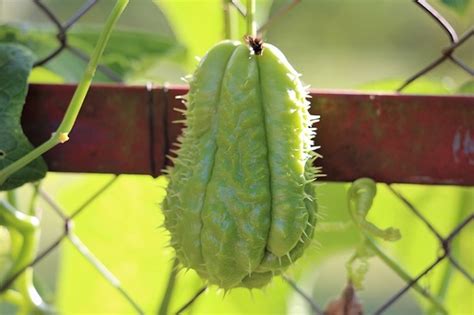 How to Grow Chayote - Easy Balcony Gardening