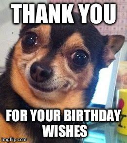 Funny Happy Birthday Meme to Say Thank you for your Birthday Wishes on image of funny dog ...