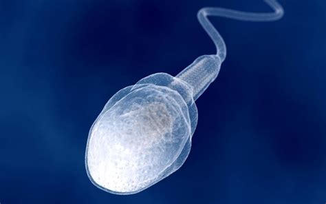 Sperm Evolution Becomes Supercharged Only When They Swim Inside Females