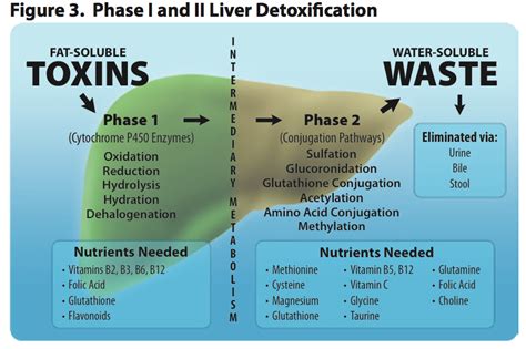 Natural Liver Detox: How to Support Natural Liver Detoxification | Odom ...