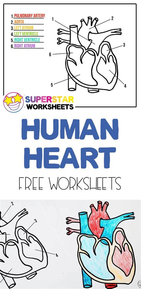 Free Heart Worksheets | Heart lesson, Kindergarten science curriculum ...