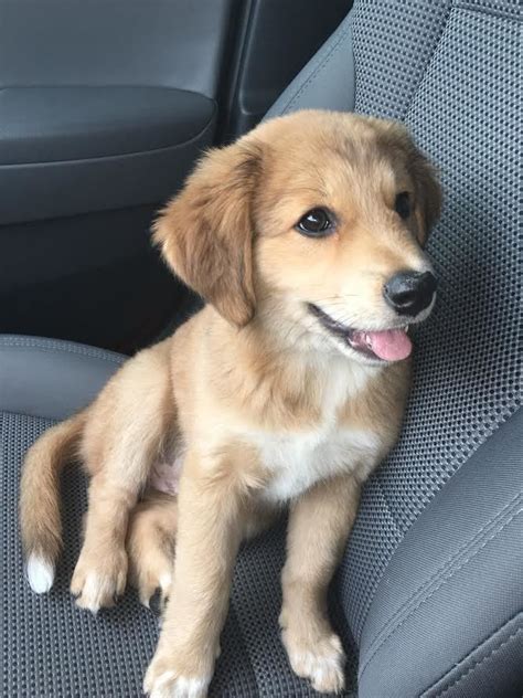 Golden Retriever, German Shepherd and Australian Shepherd mix. | Shepherd mix puppies, Cute dogs ...