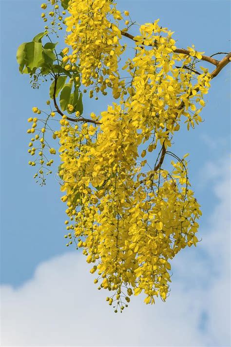 Cassia fistula flower. stock image. Image of decoration - 112848809