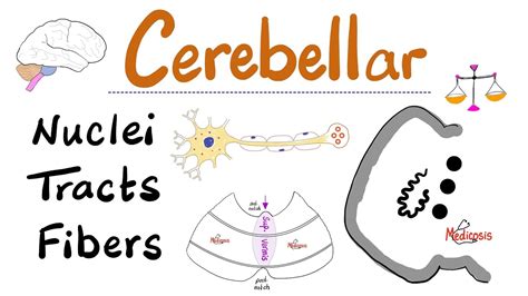 Cerebellar nuclei, tracts, peduncles - fibers —mossy fibers & climbing ...