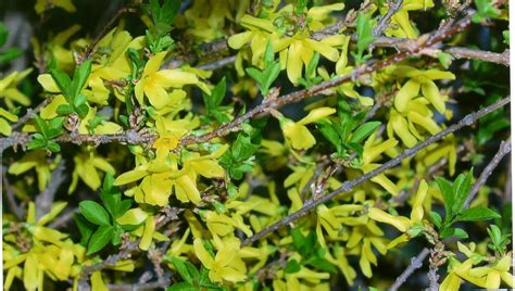 For the Love of Gardening: F Is For Forsythia