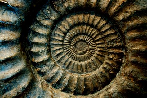 Fossil wallpapers, Earth, HQ Fossil pictures | 4K Wallpapers 2019