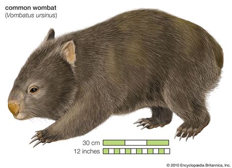 Wombat, Facts And Photos, 55% OFF | www.gbu-presnenskij.ru