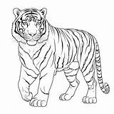 Coloring Pages Of Tigers Realistic sketch template