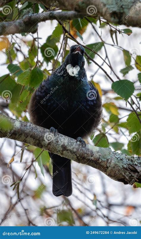 Tui Bird Singing on a Tree Branch. New Zealand Native Bird Stock Photo - Image of feather, green ...