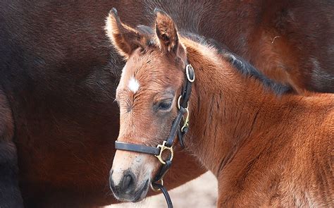 The Best Horse Breeding Barn/Farm Layouts and Designs