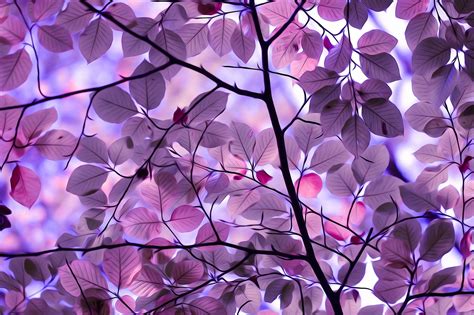 Purple Leaves: An Artistic HD Wallpaper Experience