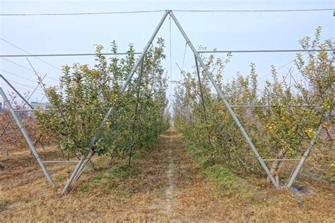 Apple orchard stock image. Image of prune, frame, training - 131812807