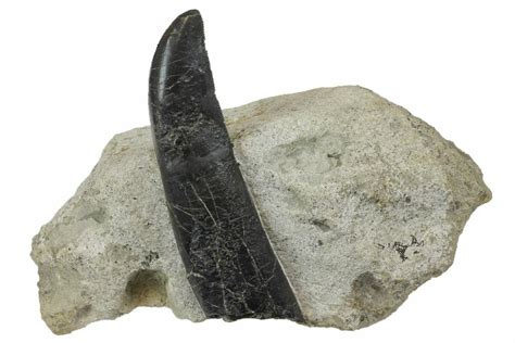 Fossil Allosaurus Teeth For Sale - FossilEra.com