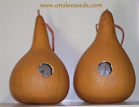 Birdhouse Gourd Seeds (Lagenaria Siceraria) - Purple Martins - Crafts | Gourds crafts, Crafts ...