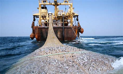 Impact of Overfishing | GreenStories