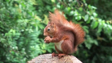 Happy Eichhörnchen - Squirrels in German Garden HD - YouTube