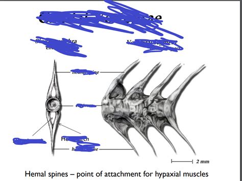 caudal vertebrae Diagram | Quizlet