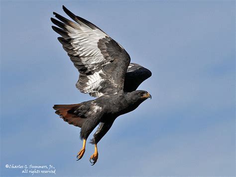 Augur Buzzard flying _MG_8972 - a photo on Flickriver