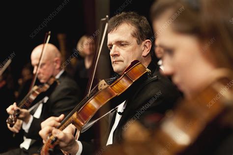 Violin players in orchestra - Stock Image - F004/4654 - Science Photo Library