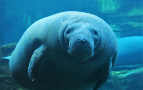 manatee animal free image | Peakpx