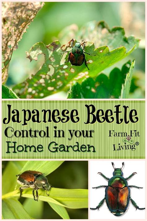 Japanese Beetle Control in Your Home Garden | Japanese beetle control, Japanese beetles, Beetle