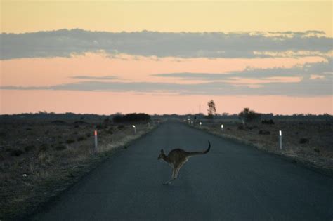 Perilous times for Australia wildlife amid severe drought