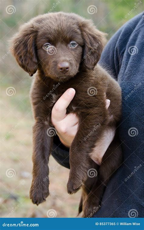 Chocolate Spaniel Aussie Mixed Breed Puppy Dog Stock Image - Image of ...