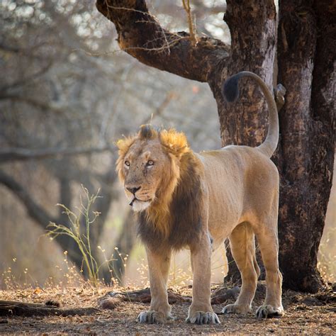 Gujarat Govt Tells Court About Actions Taken to Prevent Lion Deaths - India's Endangered