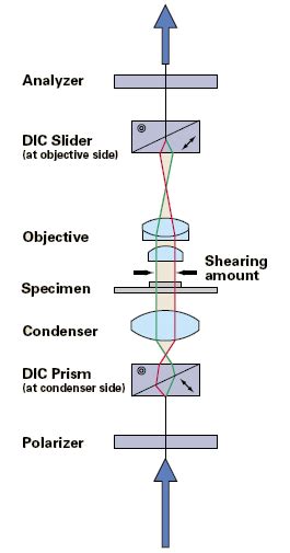 4. Basic setup of a Nomarski Microscope | Download Scientific Diagram