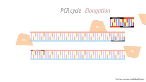 Primer Dimer Causes at Gail Williams blog