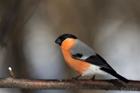 Eurasian bullfinch by ErikEK on DeviantArt