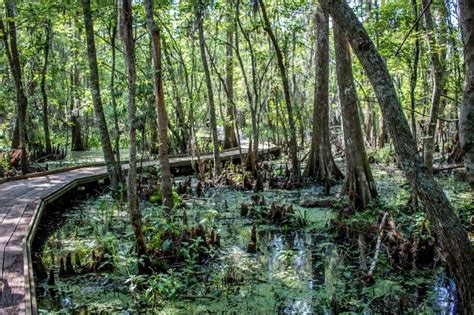 Jean Lafitte National Park a New Orleans Swamp