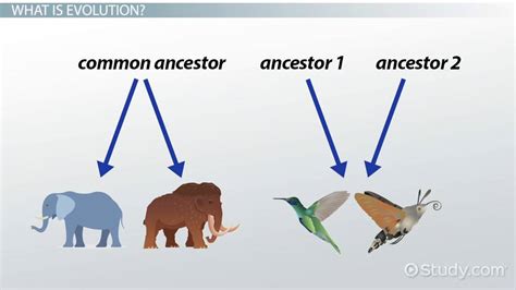 Divergent & Convergent Evolution | Comparison & Examples - Lesson ...