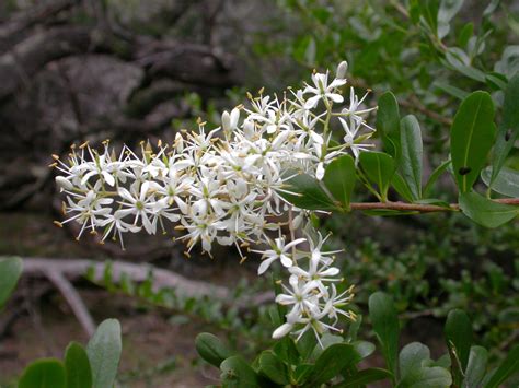 Bursaria spinosa — Australian Plants Society Tasmania inc