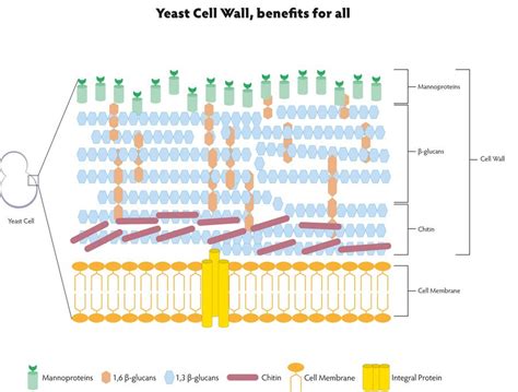 Benefits of Application of Yeast Cell Walls in Animal Husbandry - Hiyeast