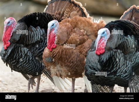 Domestic Turkeys Stock Photo - Alamy