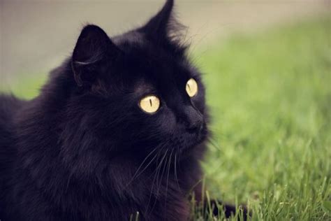 6 Razas de Gatos Negros - Gato Bengalí Lepardland