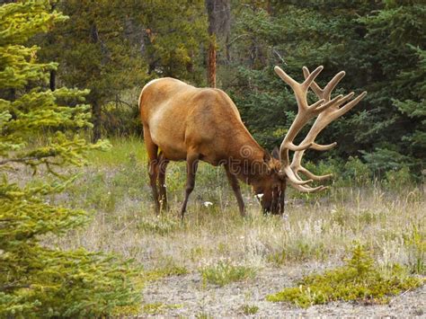 Elk wapiti bull antlers stock image. Image of animals - 1392973