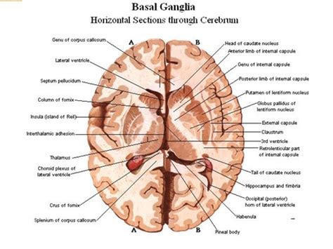 The Basal Nuclei