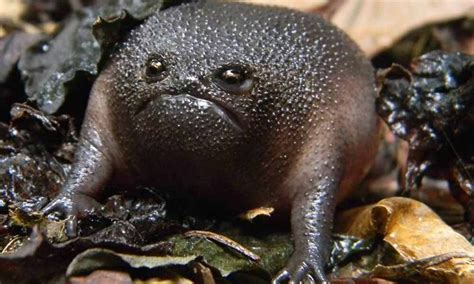 These South African Little Black Frogs Have an Angry Avocado Appearance. - Just Interesting