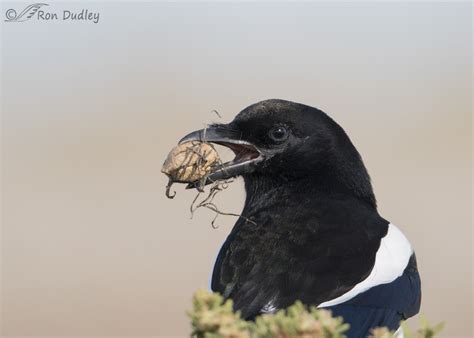 Magpie With A Praying Mantis Egg Case (and an ingenious food strategy) « Feathered Photography