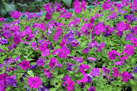 Bedding Plants Purple - Garden Plant